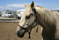 Bella - Rescued Horse