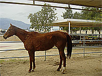 Duchess  - Rescued Horse