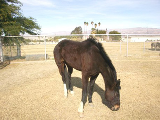 Forever Free Horse Rescue - Hope