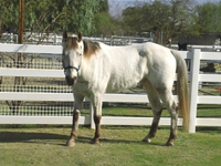 Silver - Rescued Horse